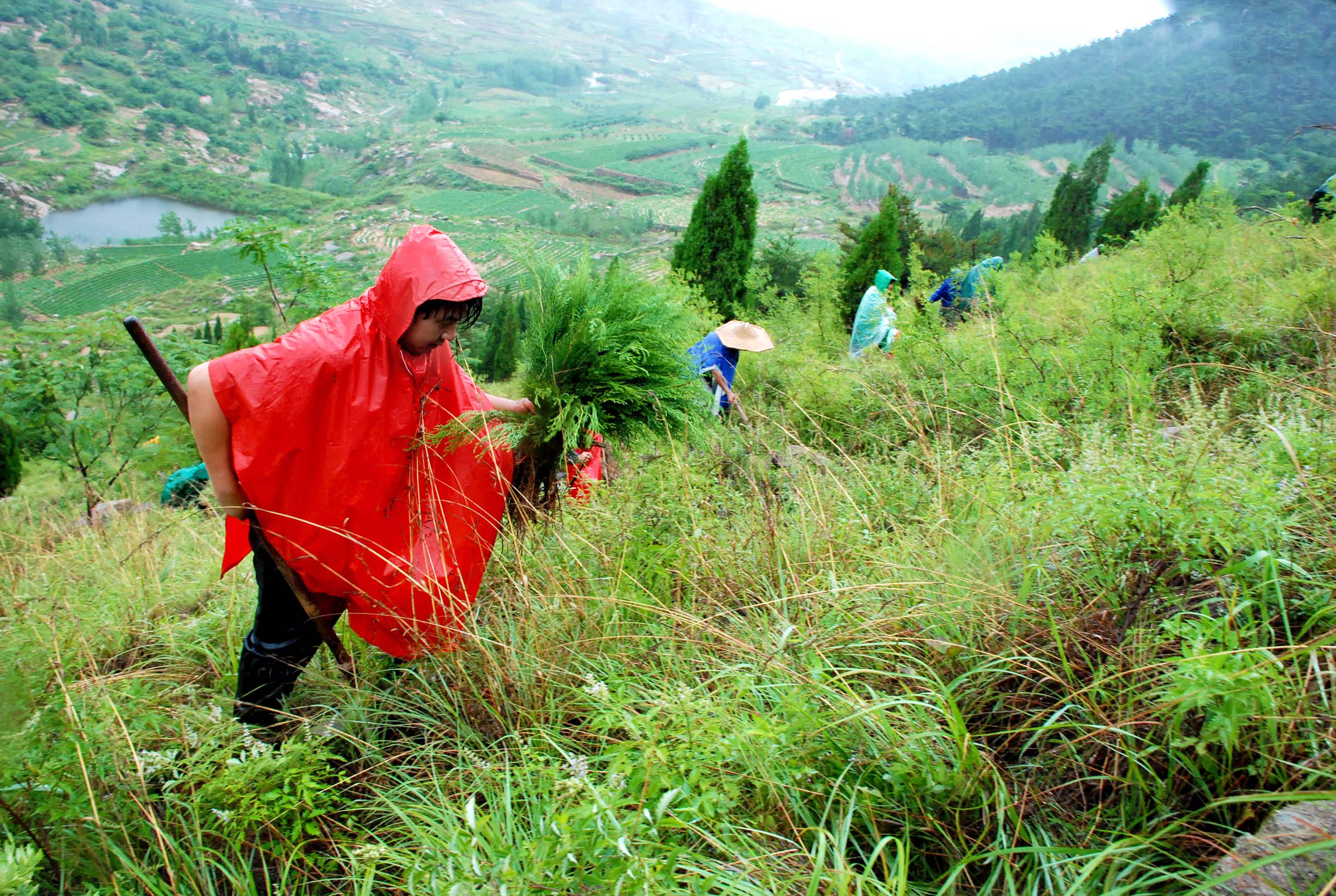 枣庄山亭水泉镇:七十余载接力治山 绘就生态富民画卷