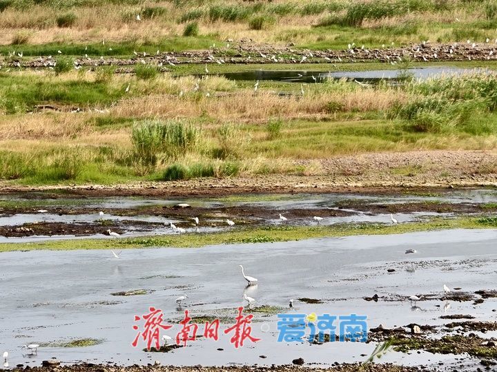 山東濟南:“生態哨兵”雲集水畔 群鷺翩飛繪就靈動畫卷