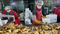 山东潍坊：安丘大姜飘香全球市场