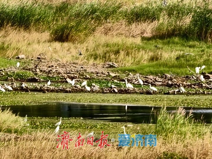 山東濟南:“生態哨兵”雲集水畔 群鷺翩飛繪就靈動畫卷