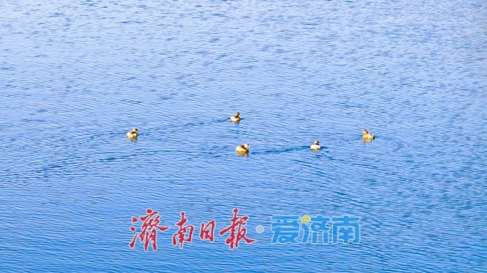 一年四季 泉在济南丨蓝天为幕,冰雪作景:一场雪后的济南细节之美