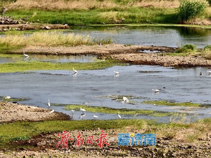 山東濟南:“生態哨兵”雲集水畔 群鷺翩飛繪就靈動畫卷