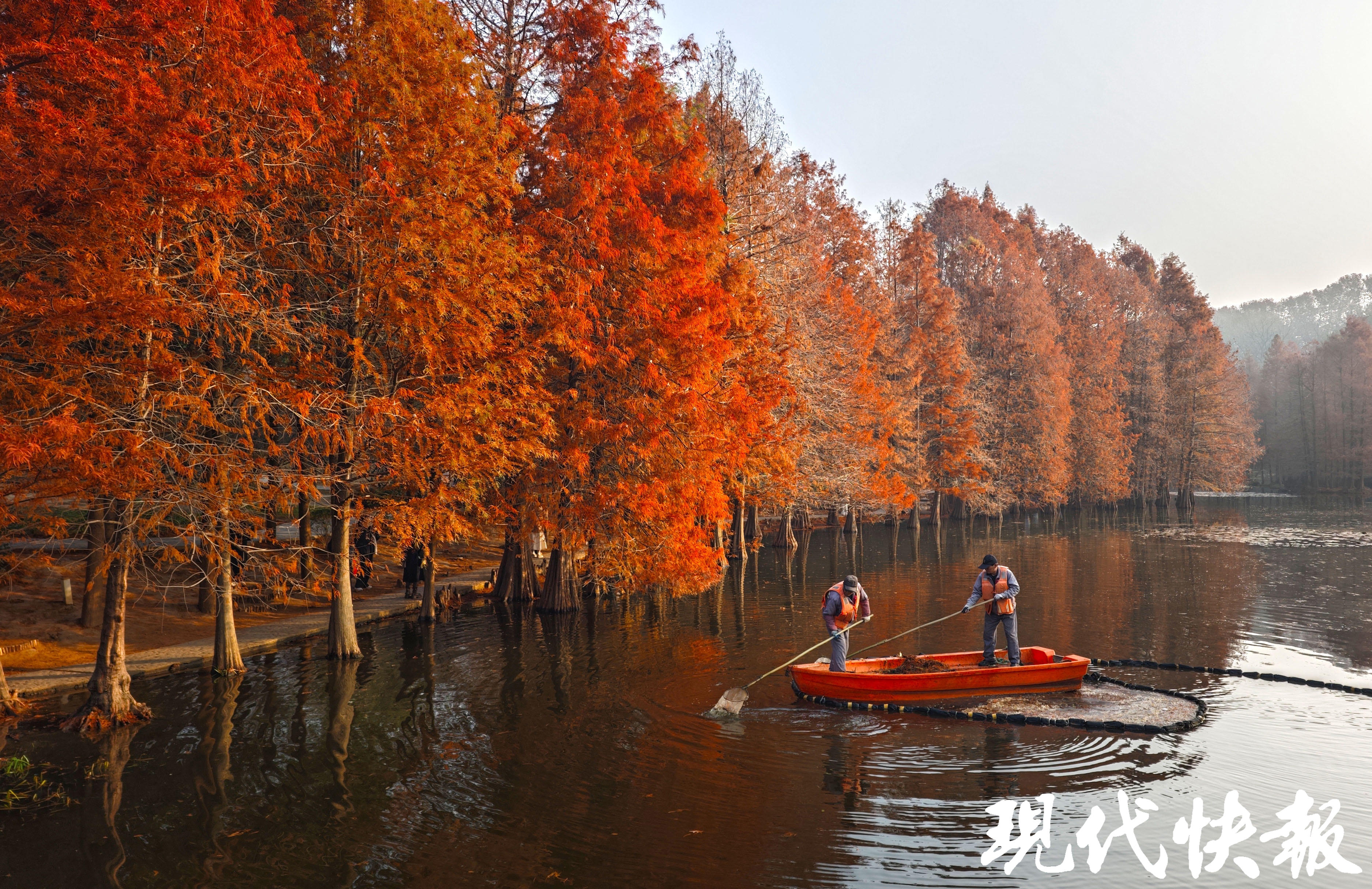 一键解锁冬日浪漫,南京这些杉树秘境美如画