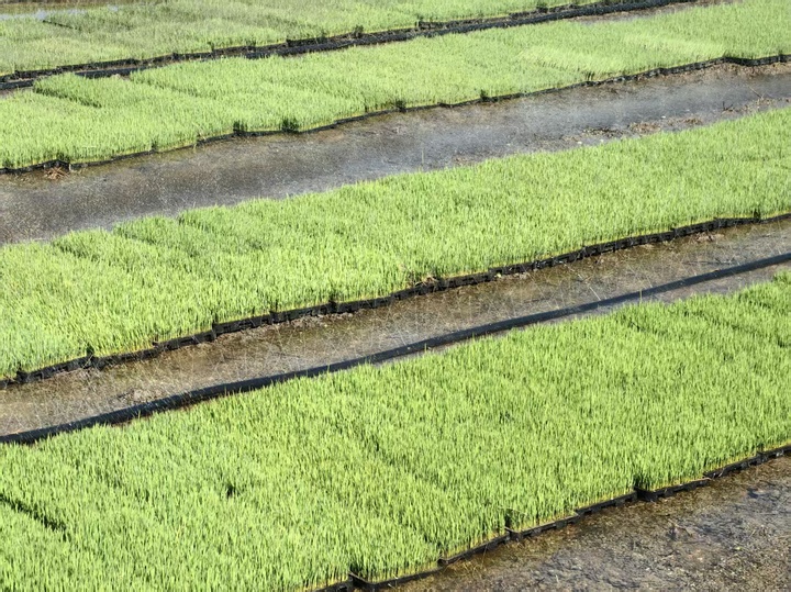 江苏夏粮收获过半 秋粮播栽梯次铺开