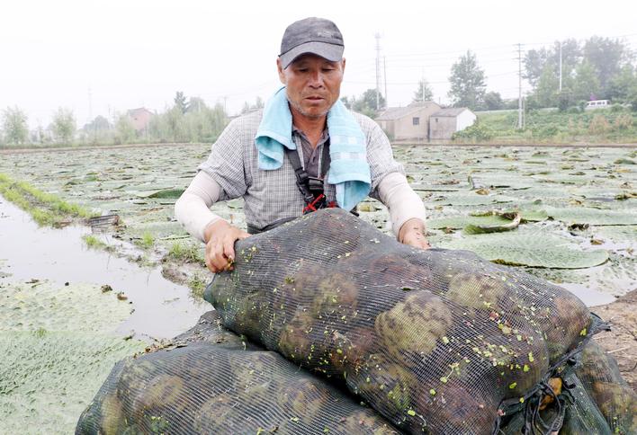 揚州:萬畝芡實采收正當時