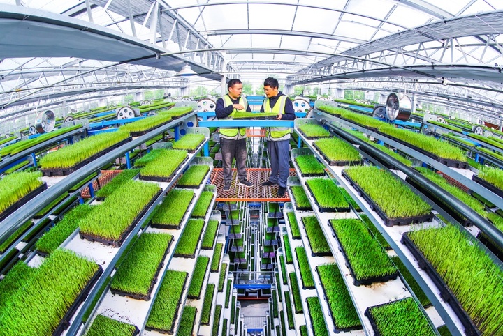 江苏夏粮收获过半 秋粮播栽梯次铺开