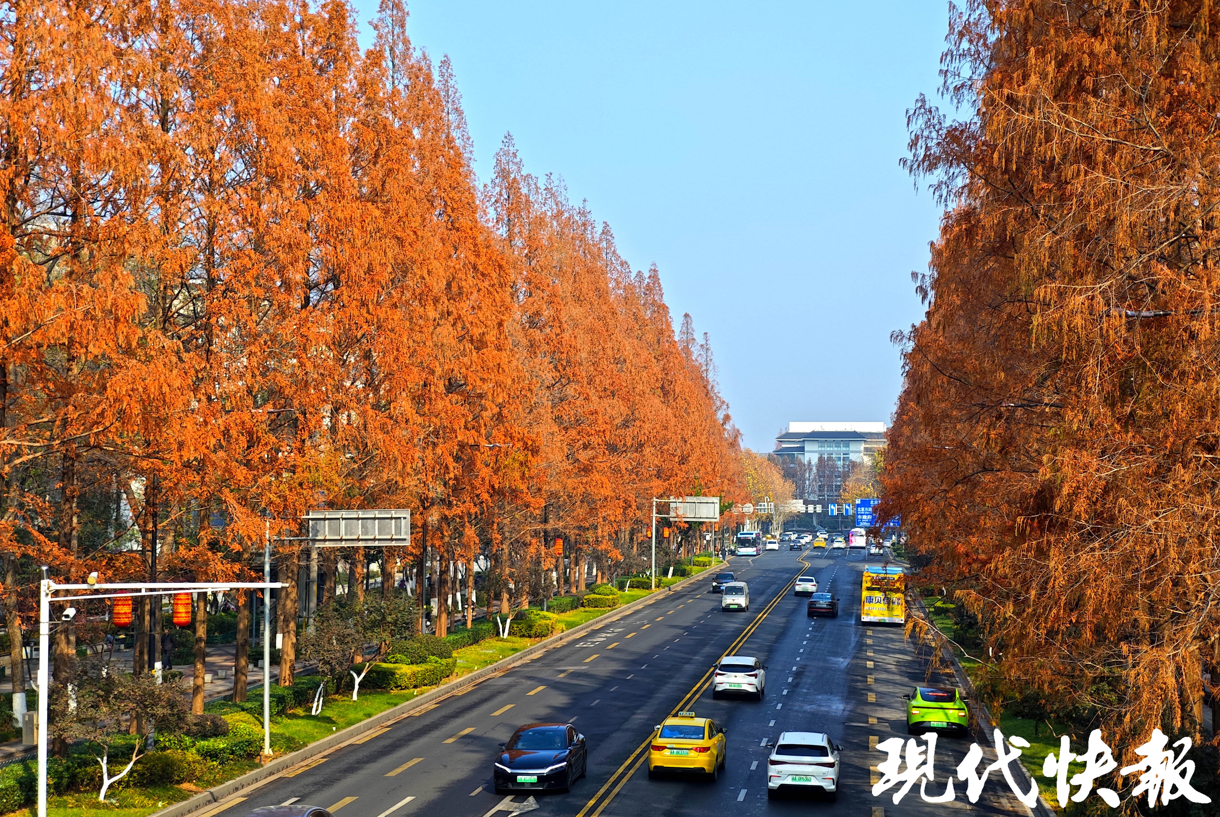 一键解锁冬日浪漫,南京这些杉树秘境美如画
