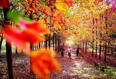 南京桠溪国际慢城:层林尽染美如画 null