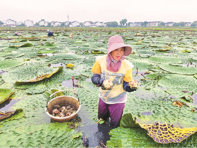 秋風起 江蘇餐桌開啟“嘗鮮”模式