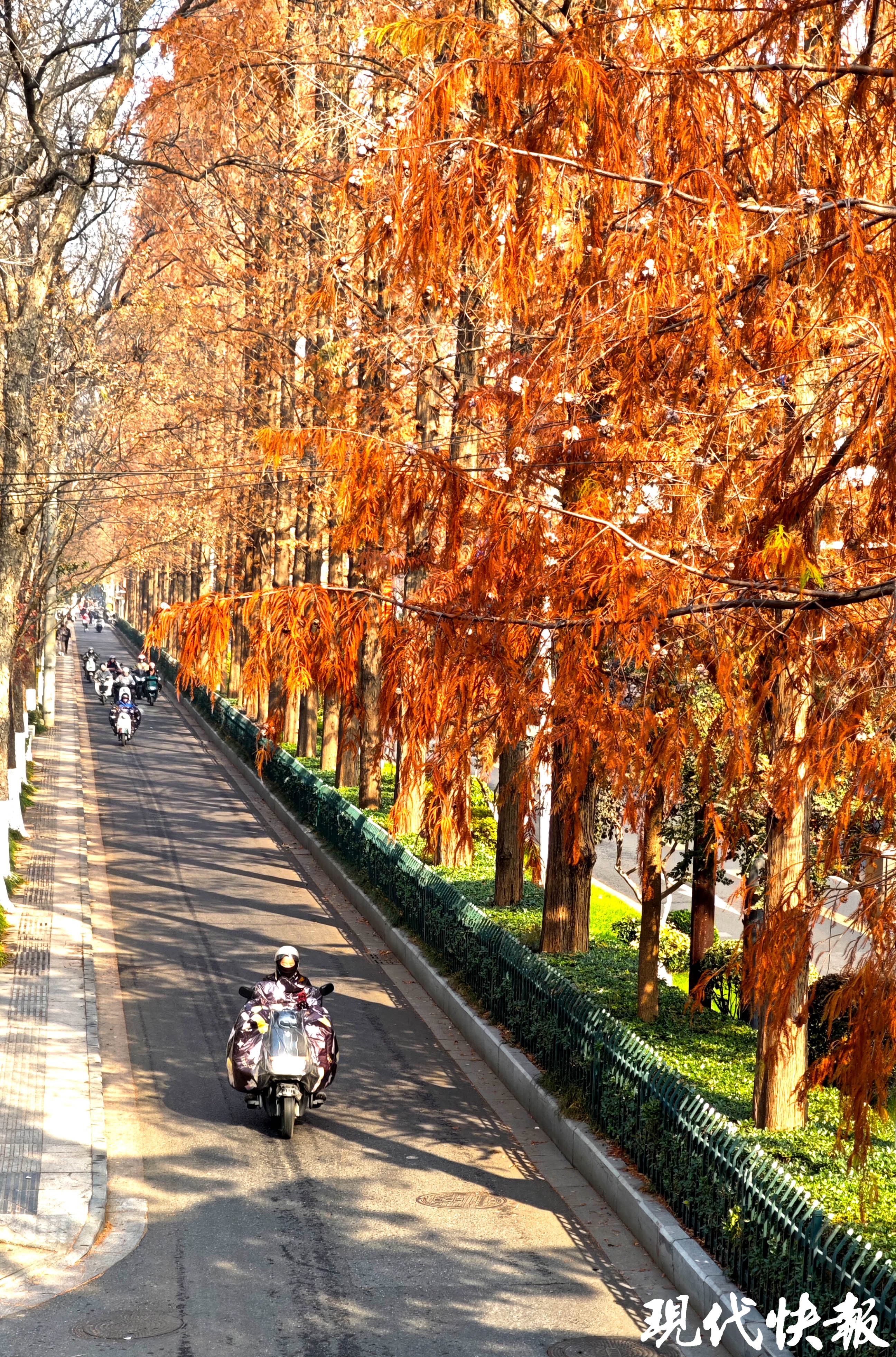 一键解锁冬日浪漫,南京这些杉树秘境美如画