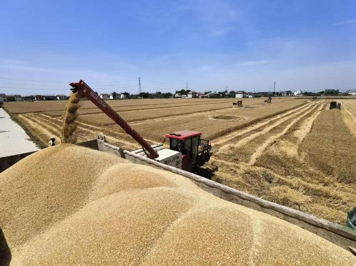 江苏夏粮收获过半 秋粮播栽梯次铺开