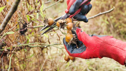 泸州合江：一颗“小刺球”的出圈之路