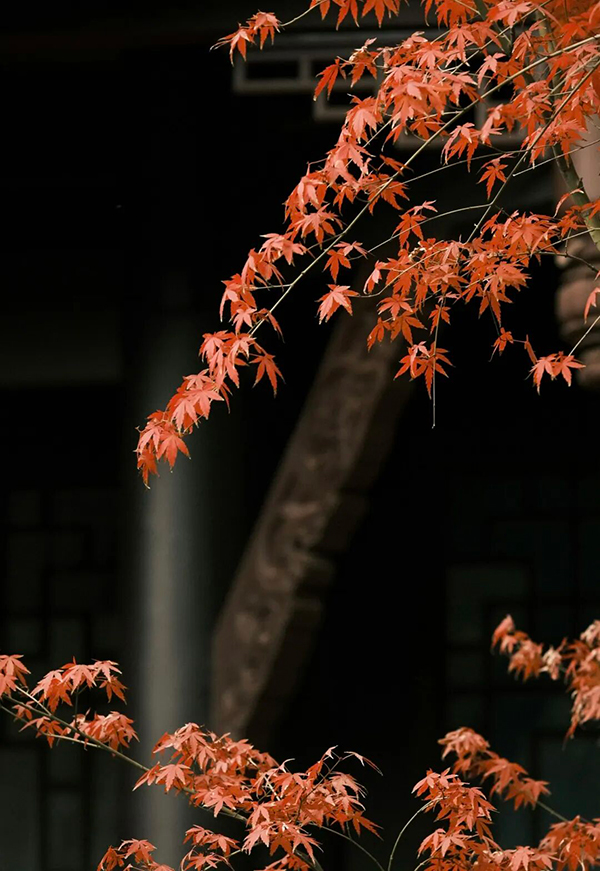 La Hoja de Arce de Meishan: un Poema Oculto en el Tiempo