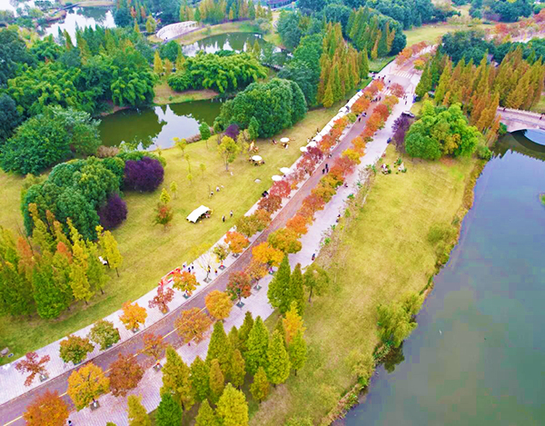 Les érables de Meishan — Vers pourpres cachés dans les plis du temps