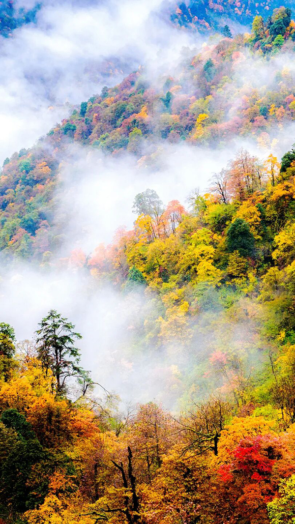 La Hoja de Arce de Meishan: un Poema Oculto en el Tiempo