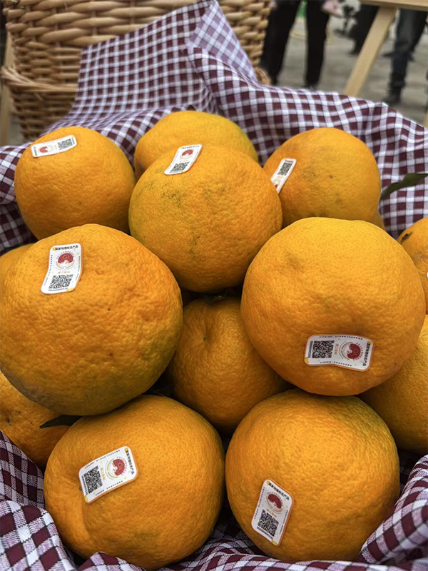 资阳市雁江区柑橘集散交易中心正式运营 “雁媛”品鉴会擦亮产业新名片 null