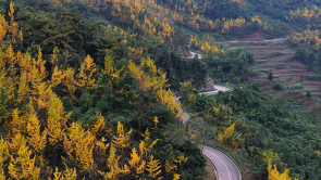 赴一场银杏之约 共享丹棱金色长廊的冬日浪漫