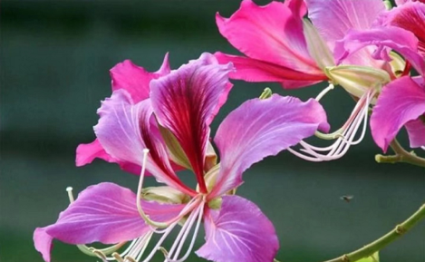 Summer flowers bloom in Huangpu