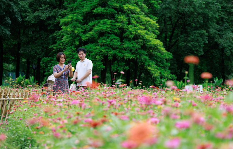 Free Admission: A Sea of Zinnias in Full Bloom at Guangzhou's Huangpu Innovation Park