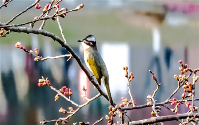 Cherry blossoms give Huangpu early taste of spring