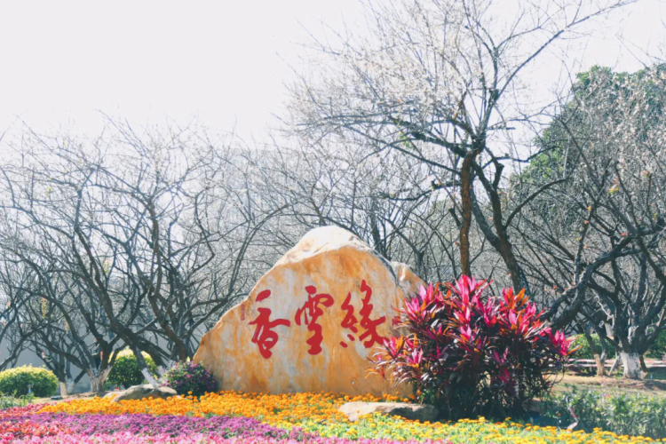 Splendid plum blossoms of Huangpu in winter