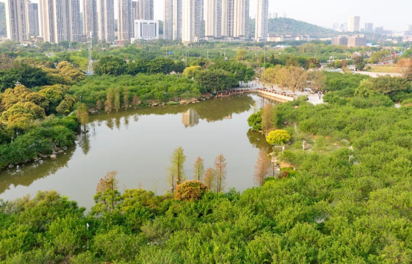 Green Plums are Ripe! Four Parks in Huangpu, Guangzhou Open for Free Viewing