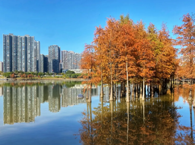Explore autumn splendor in Huangpu