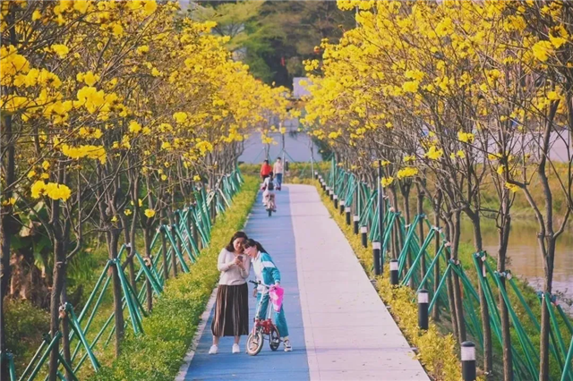 Variety of blossoms turn Huangpu into floral wonderland