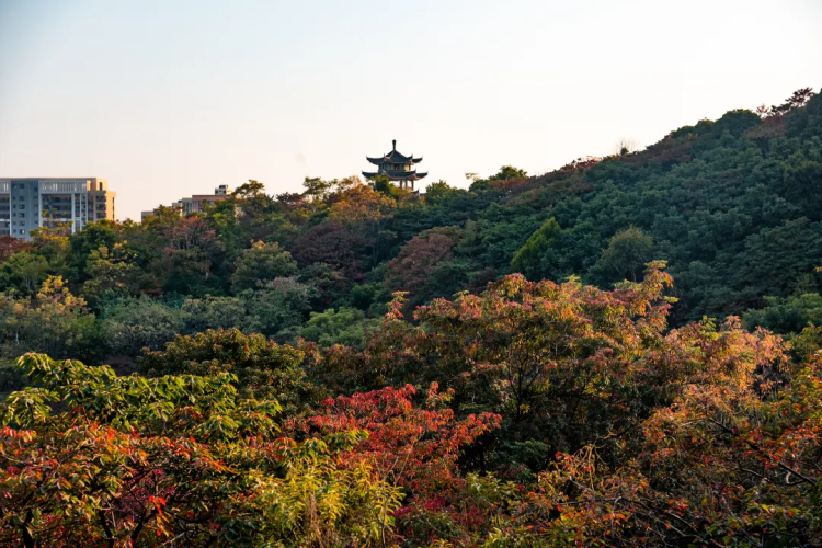 Huangpu's Spring Festival hiking spots await adventure seekers