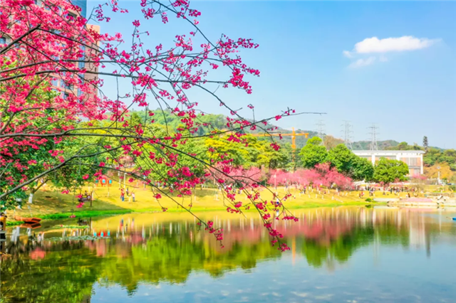 Cherry blossoms give Huangpu early taste of spring