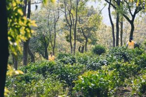 Hiking and tea amidst scenic beauty in Huangpu