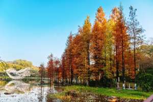 Explore enchanting dawn redwoods in Huangpu parks