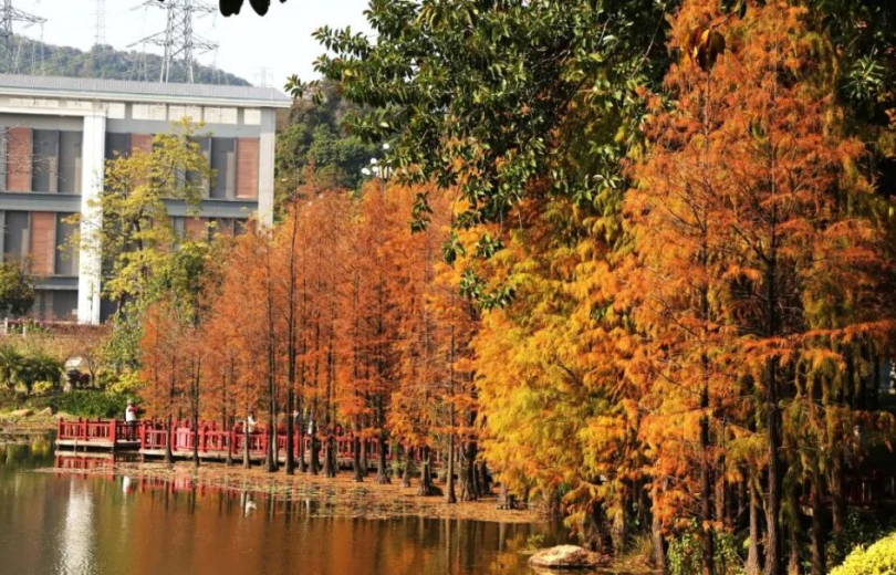 Huangpu’s "Winter Superstar" Arrives: The Bald Cypress Season Is Here