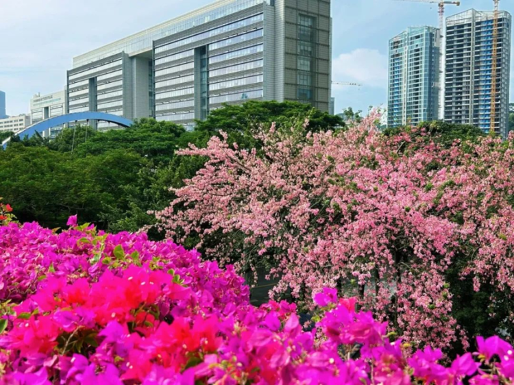 Discover hidden autumn charm of Huangpu's Kapok trees