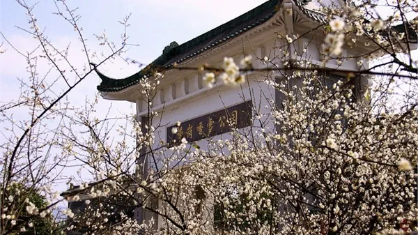 Splendid plum blossoms of Huangpu in winter