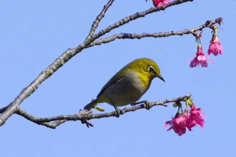 Explore birdwatching paradise in Huangpu