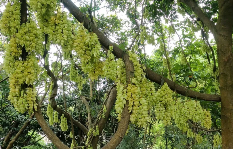 The 2026 Sparrow Flower Culture Season and Green & Beautiful Huangpu Industry Carnival Kicks Off