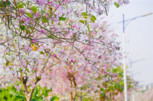 Variety of blossoms turn Huangpu into floral wonderland