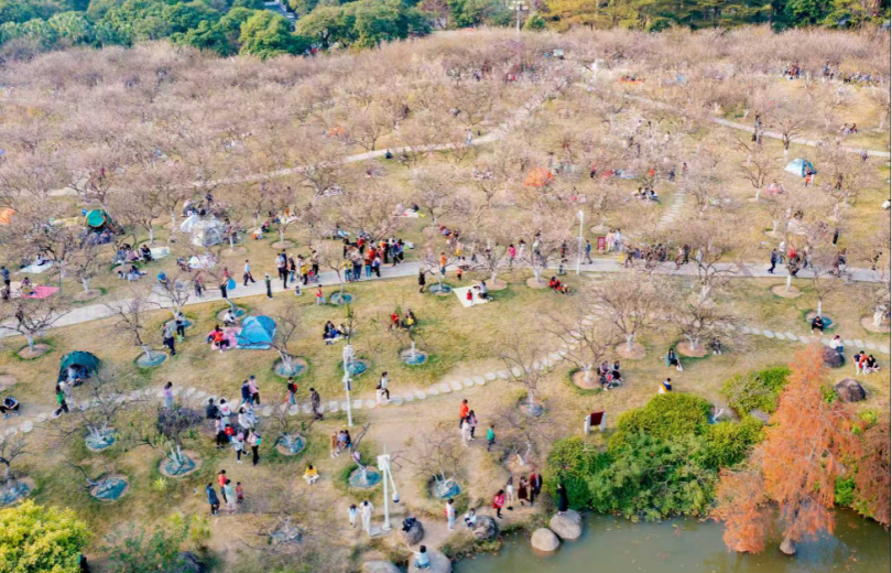 2025–2026 Peak Bloom Period Forecast for Luogang Xiangxue Plum Blossoms Released