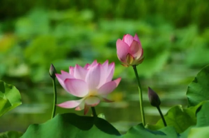 Summer flowers bloom in Huangpu