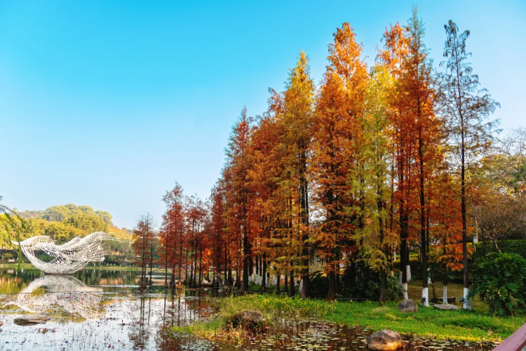 Explore enchanting dawn redwoods in Huangpu parks