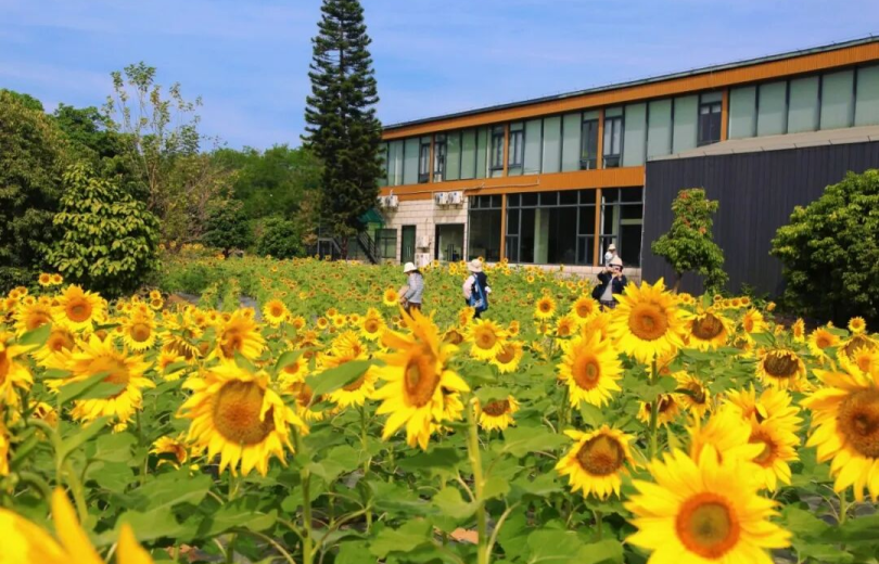 Guangzhou's Huangpu Presents a Real-Life "Van Gogh Painting"! Sunflower Sea Blooms in Stunning Splendor