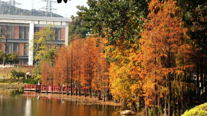 Huangpu’s "Winter Superstar" Arrives: The Bald Cypress Season Is Here_fororder_95ec4add-03af-4aa4-bb2b-941270a3087c.1080x607.750x421