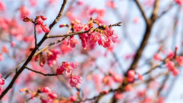 Cherry blossoms give Huangpu early taste of spring