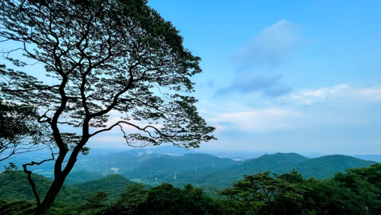 Explore exquisite paths of Huangpu's green lungs
