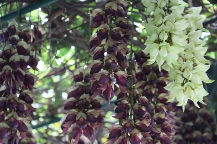 Huangpu kicks off Mucuna Birdwoodiana Cultural Tourism Season at Tianlu Lake