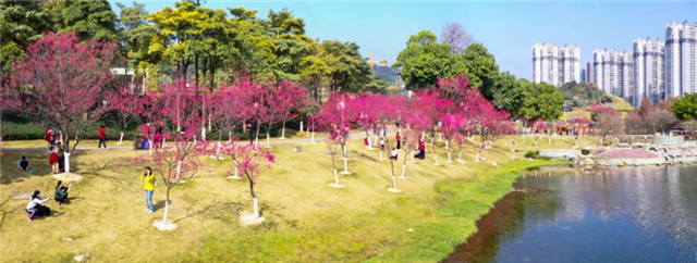Cherry blossoms give Huangpu early taste of spring