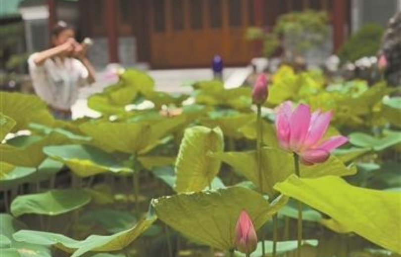 Peak Lotus Viewing Season Arrives