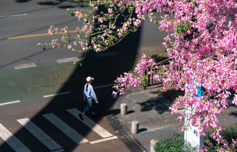 Guangzhou’s Huangpu District Welcomes the 15th National Games with Its “Aerial Flower Corridors”