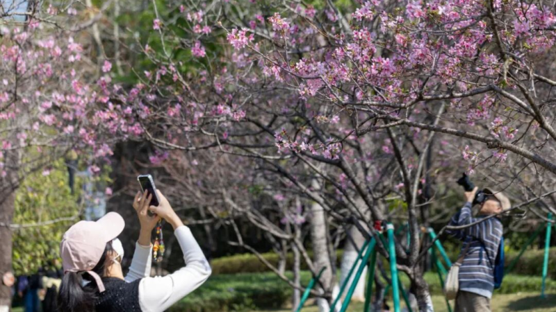 Cherry Blossom Season Is Almost Here: Huangpu's Most Stunning Viewing Spots